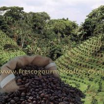 Colombian Decaffeinated Coffee (Item ID:11211)