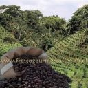Colombian Medium Roast (Item ID:11212)