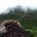 Ethiopian Sidamo (Item ID:11213)
