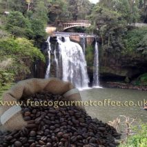 Kenyan AA (Item ID:11250)