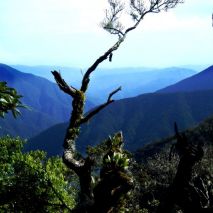 Jamaican Blue Mountain GOLD CUP (Item ID:48615)